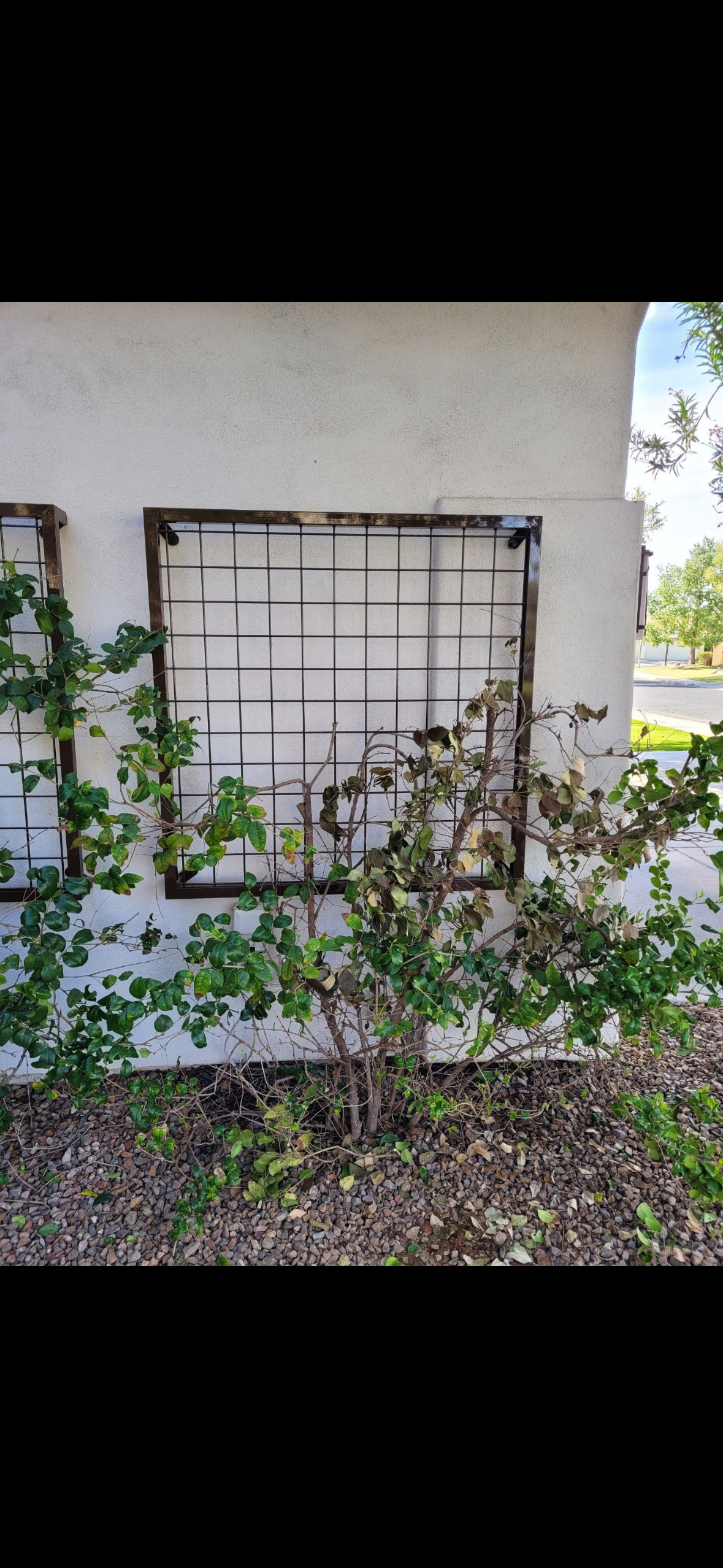 Plants and Trellis 2