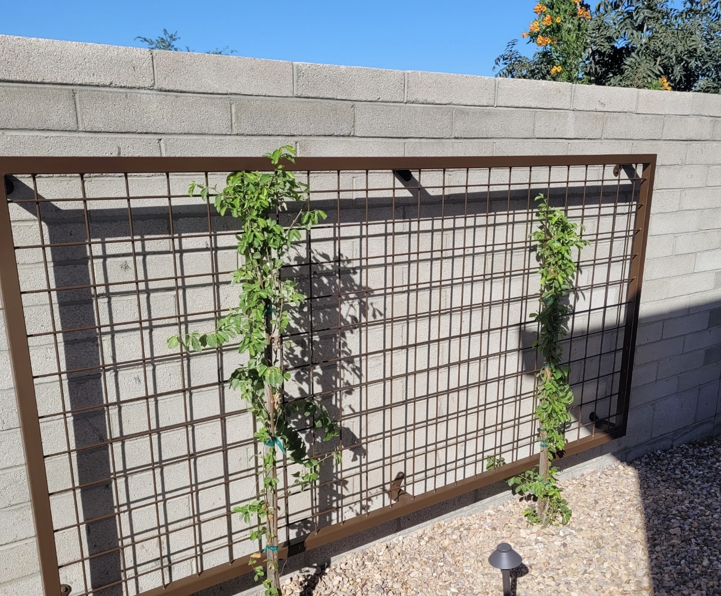 Plants and Trellis